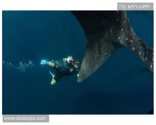 鲸落归大海足球明星的传奇旅程与生命的轮回探讨